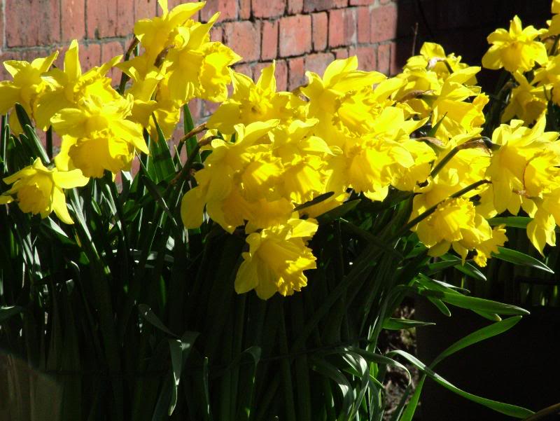 DaffodilsF0084