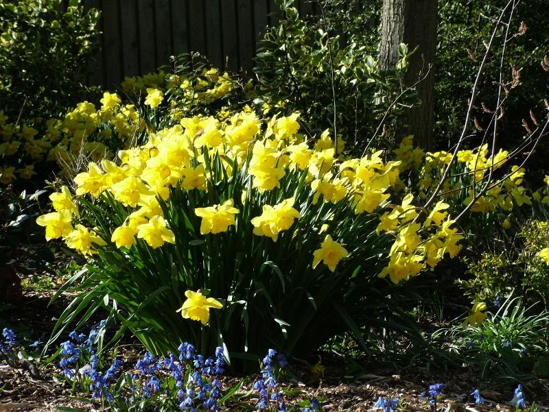 DaffodilsF0125