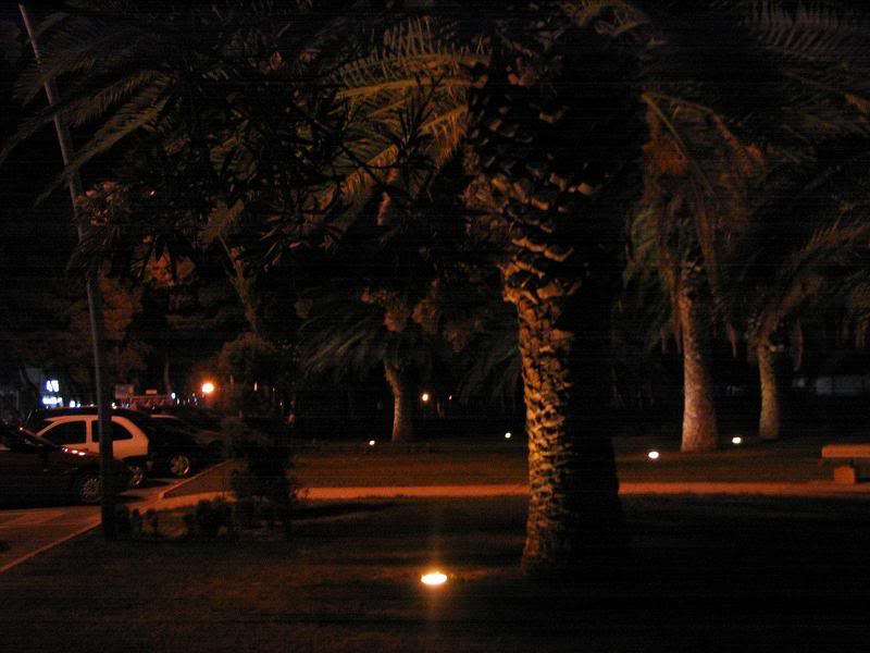 pineta di ALba Adriatica di notte - pine forest in Alba...
