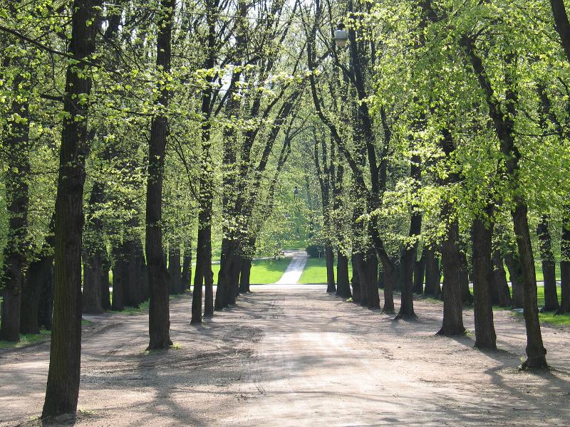 Norway - Oslo - Spring - Royal Palace Gardens - Lind tr...