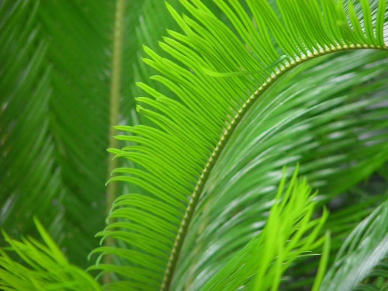 Butterfly House 2 (3)