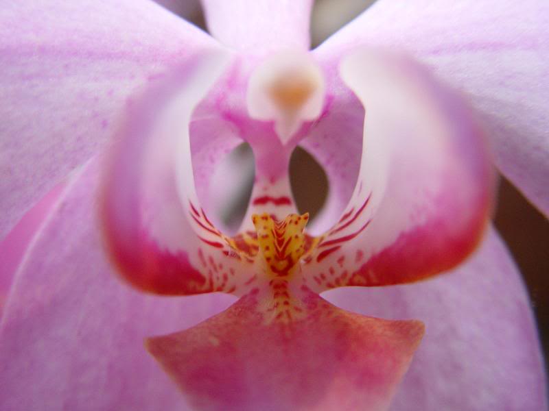 Orchid