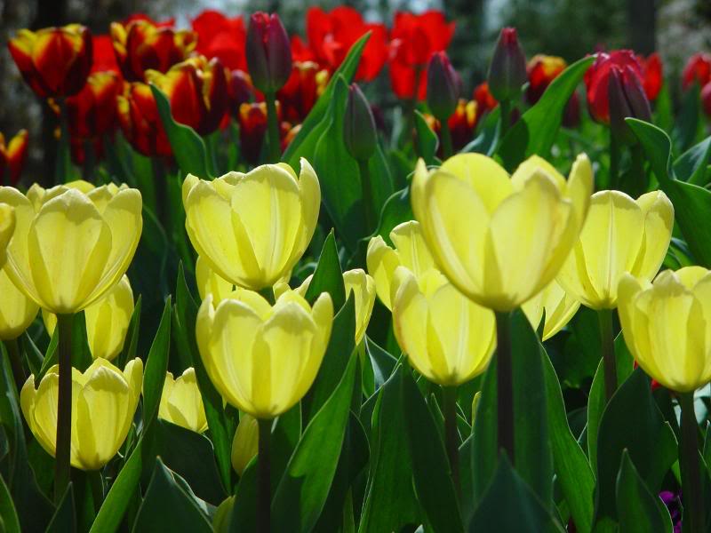 Tulips 12