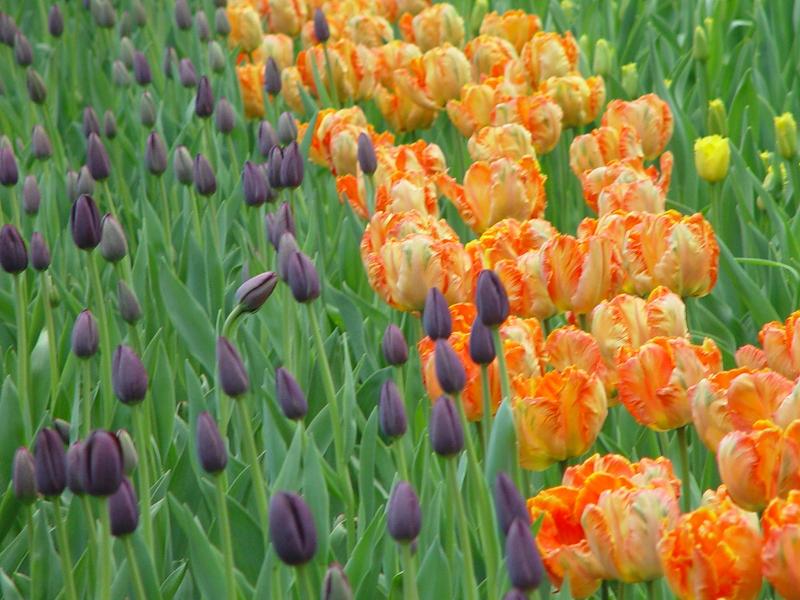 Tulips (53)