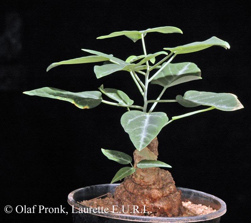 Adenia ecirrosa or monadelpha