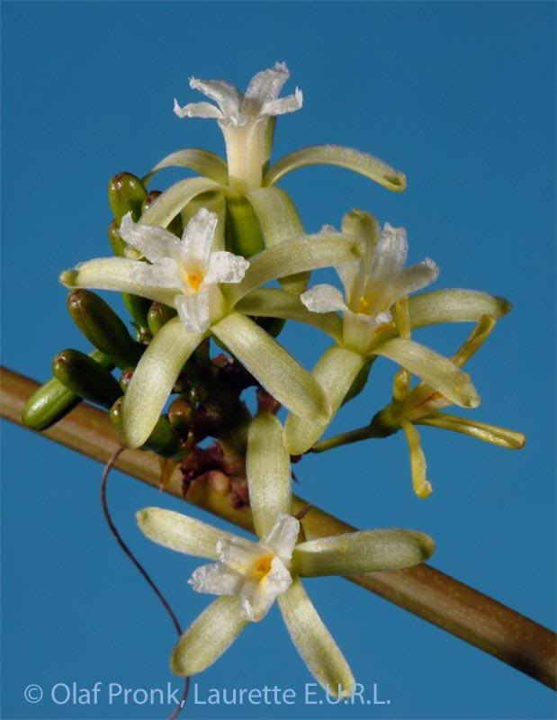 Adenia firingalavensis var. stylosa