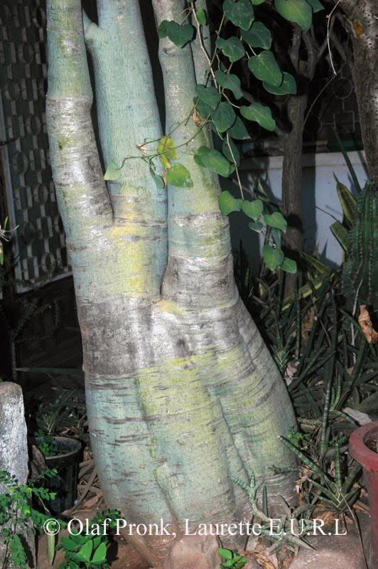 Adenia firingalavensis