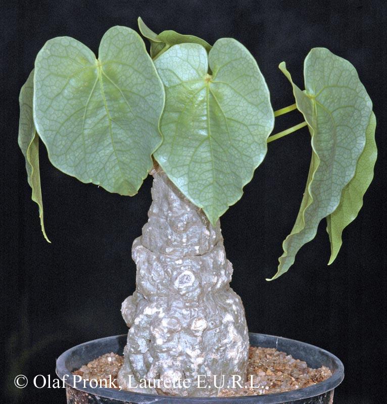 Adenia species OPad103