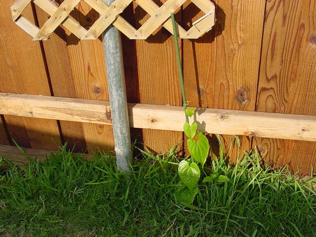 plants Air Tators 2nd_01