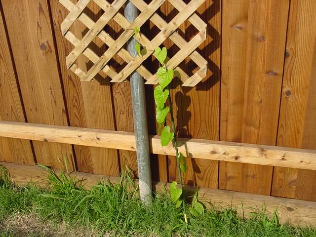 plants Air Tators 2nd_02