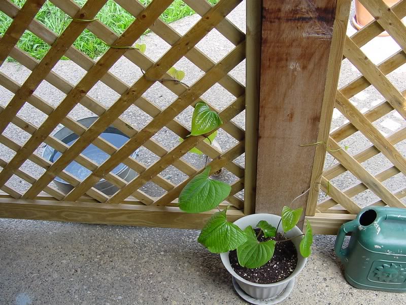 plants air tators 1st_03