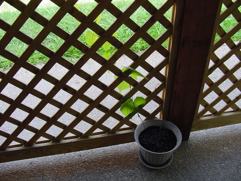 plants air tators 1st_04