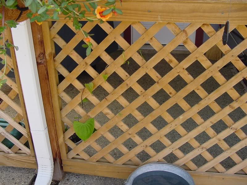 plants air tators 1st_06