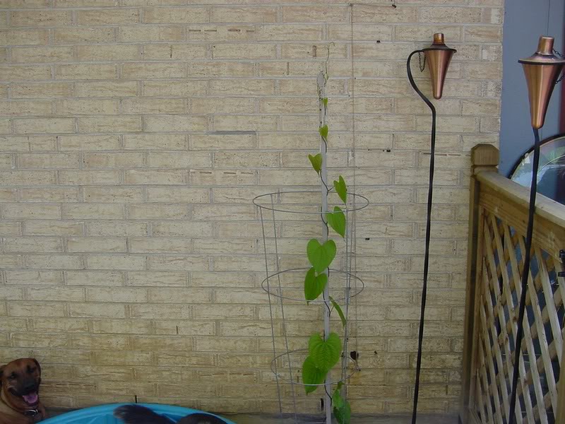 plants air tators 1st_07