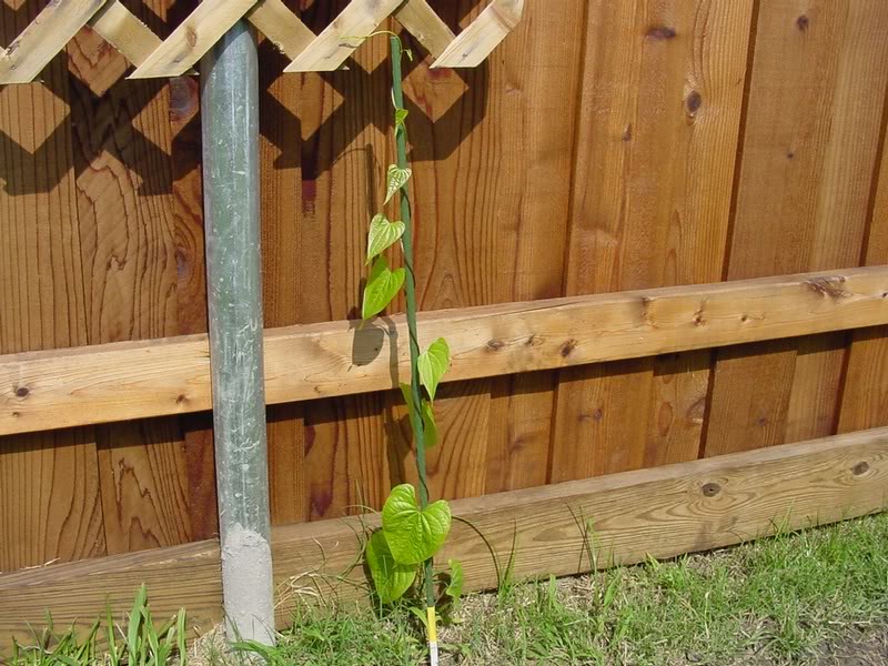 plants air tators 1st_08