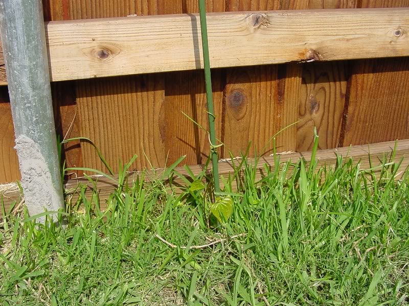 plants air tators 1st_09