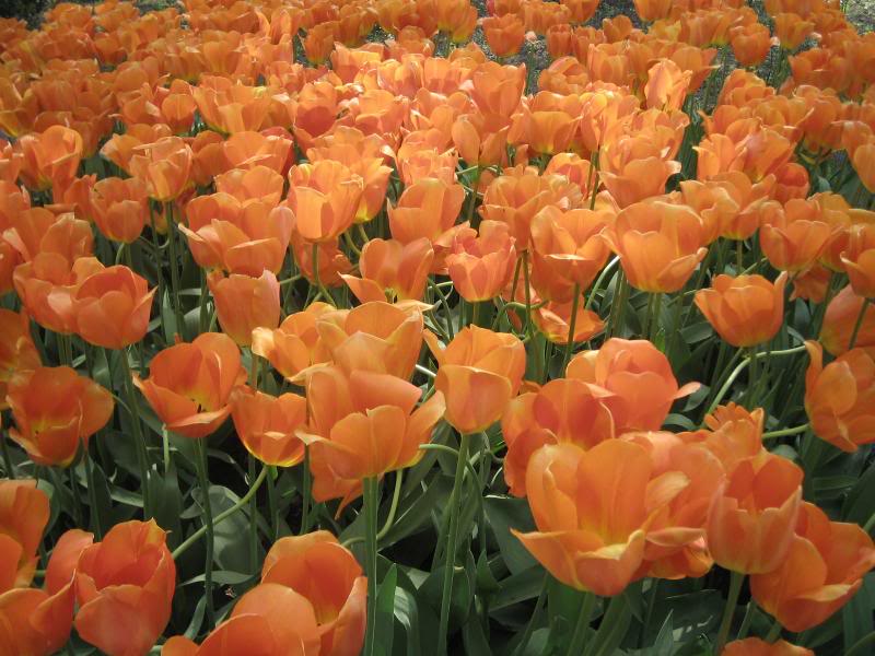 20060513 Keukenhof Tulip