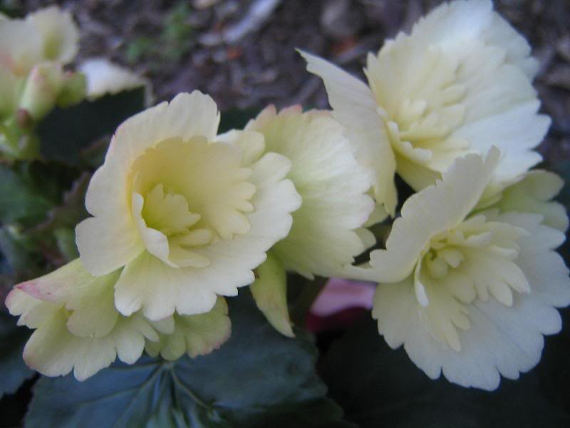 begonias