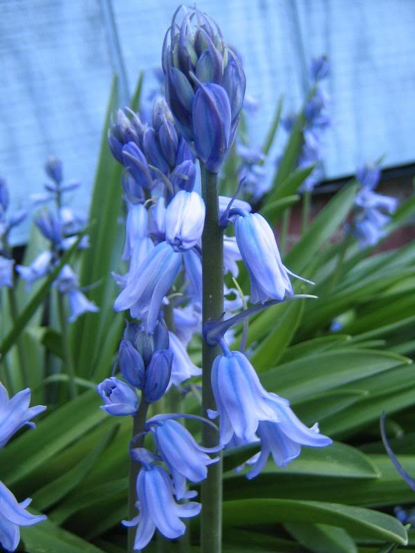 closeup of bluebells