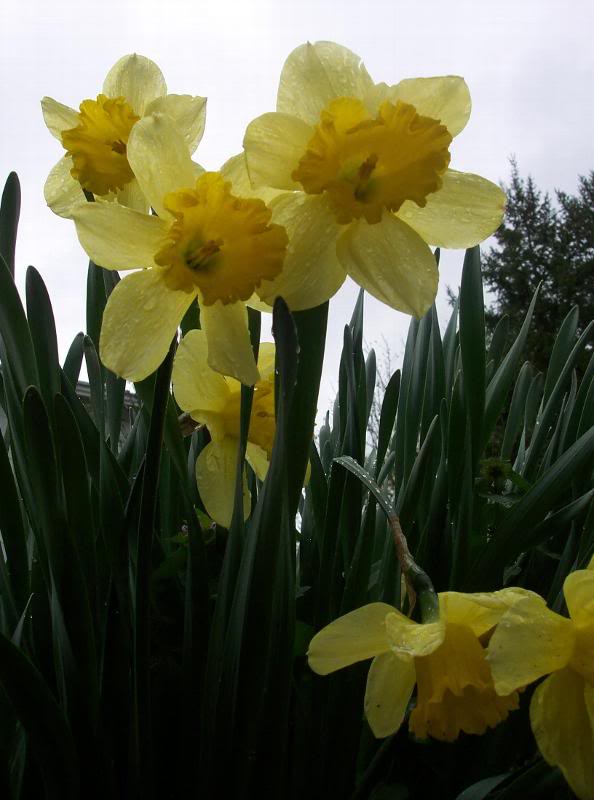 daffodils on a rainy April day
