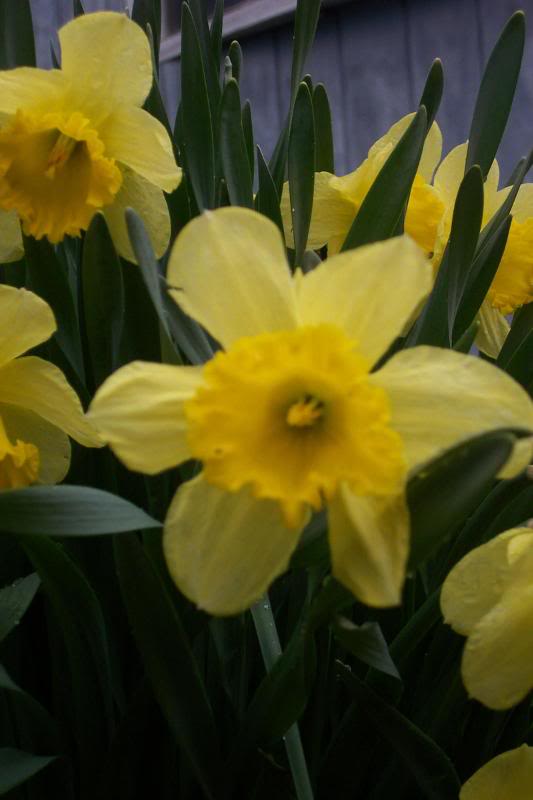 daffodils