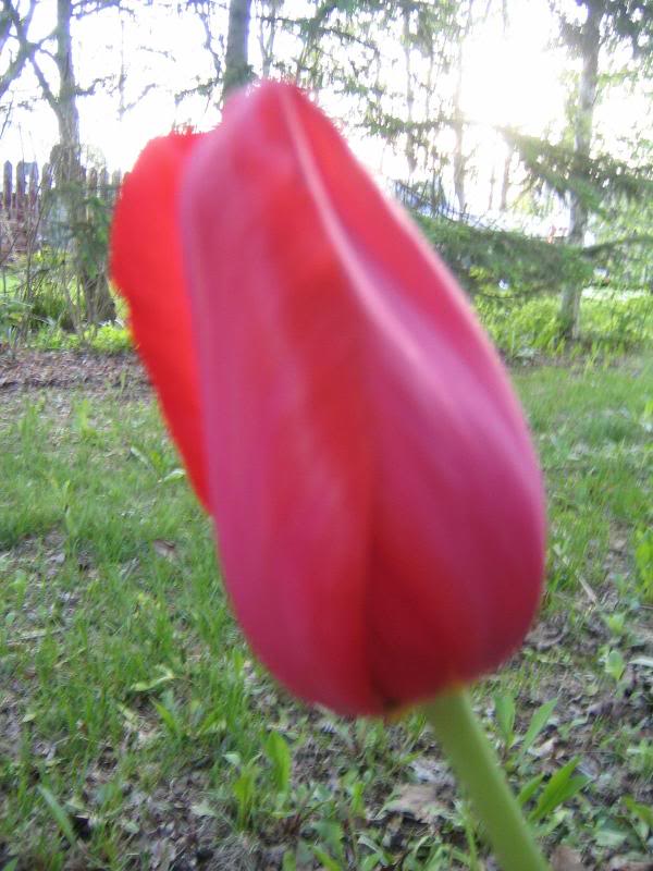 new tulip