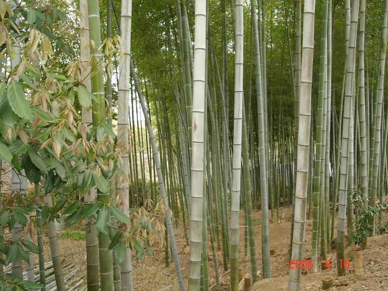 Bamboo Trees