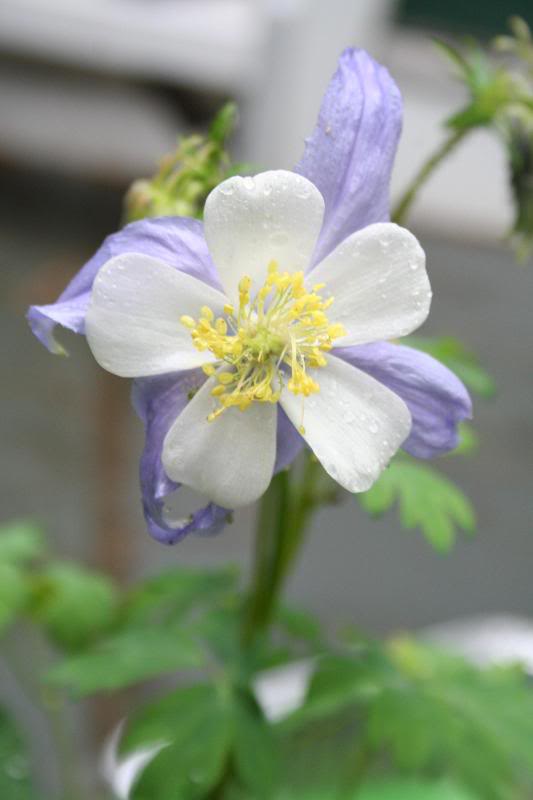 Aquilegia Blue Star 5/06