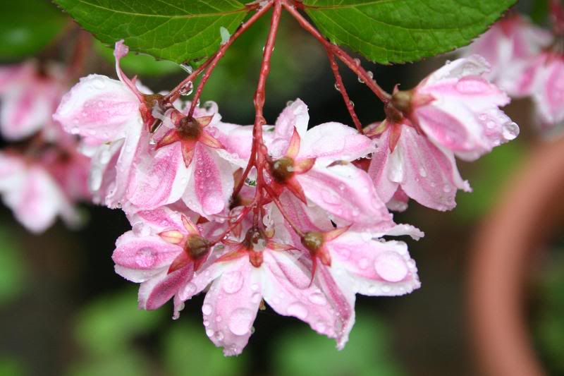 Deutzia Pink Minor w/raindrops 05/06