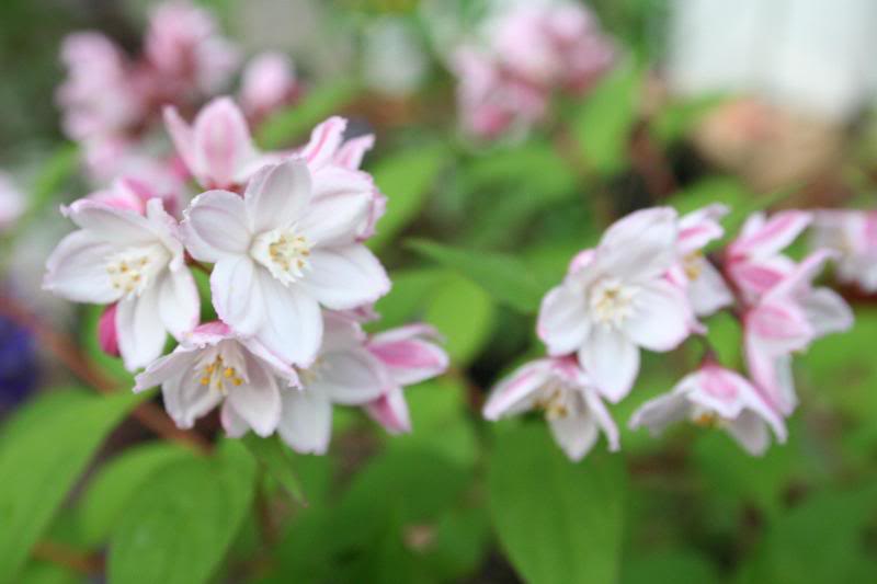 Deutzia PinkMinor 5/06