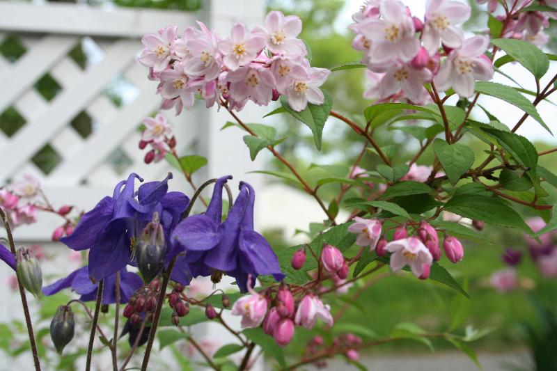 Woodside Var. Col & Deutzia Pink Minor 05/06