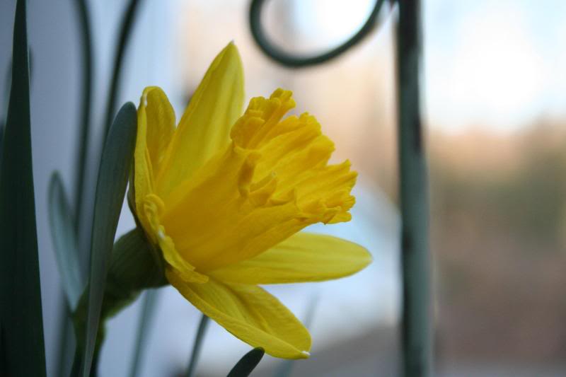 daffodil