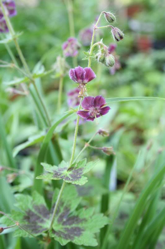 geranium phaeum Samobor