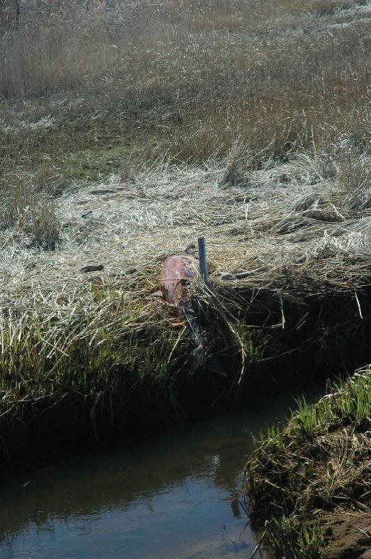 I was biking along the rail trail in when I noticed thi...