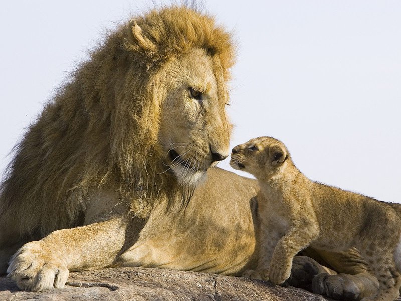 Animals_Beasts_ Lion_and_cub_01 7078_
