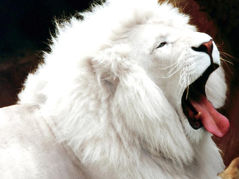Lion_white-001