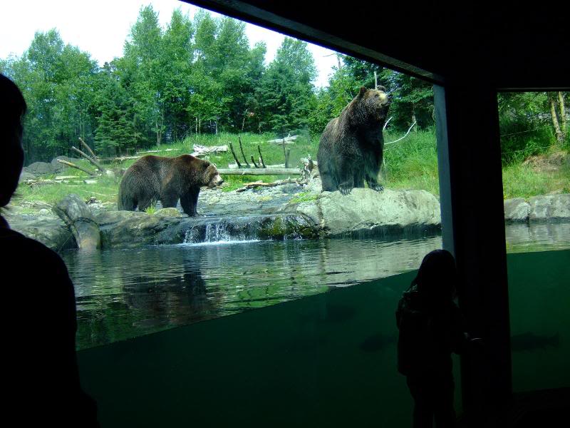 Bear_3