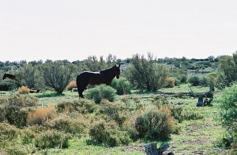 Cold Creek Wild horses