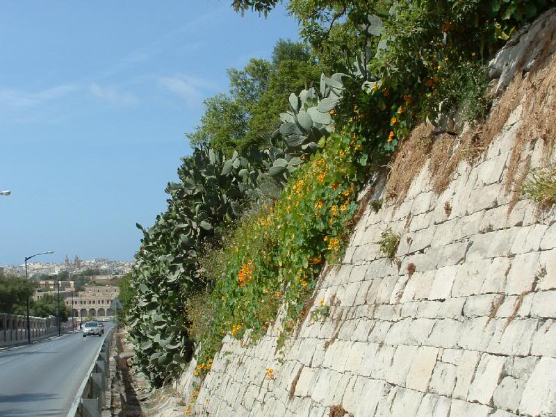 44 begroeide muur met op de achtrgrond Sliema