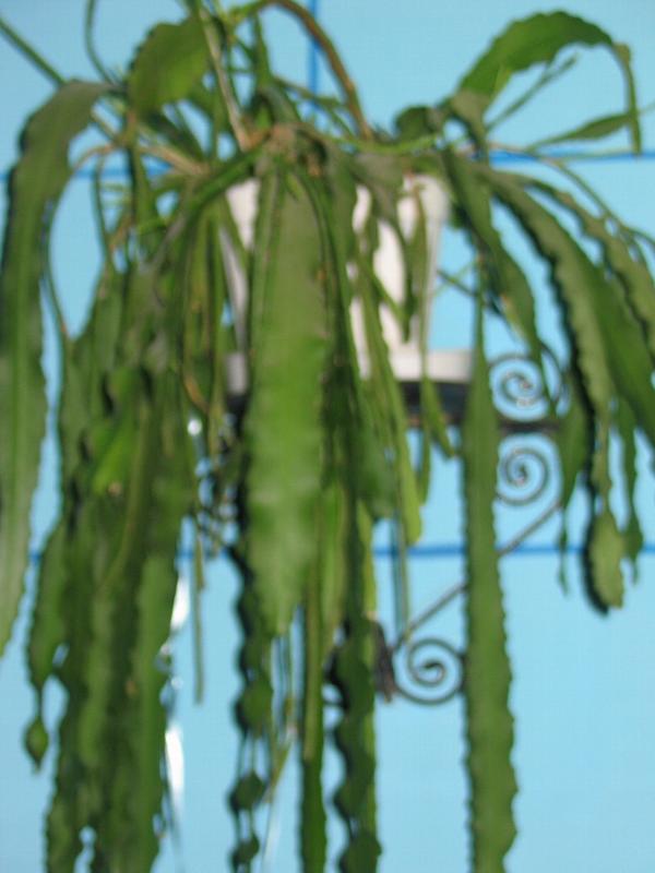 img_0488-Epiphi llum roz