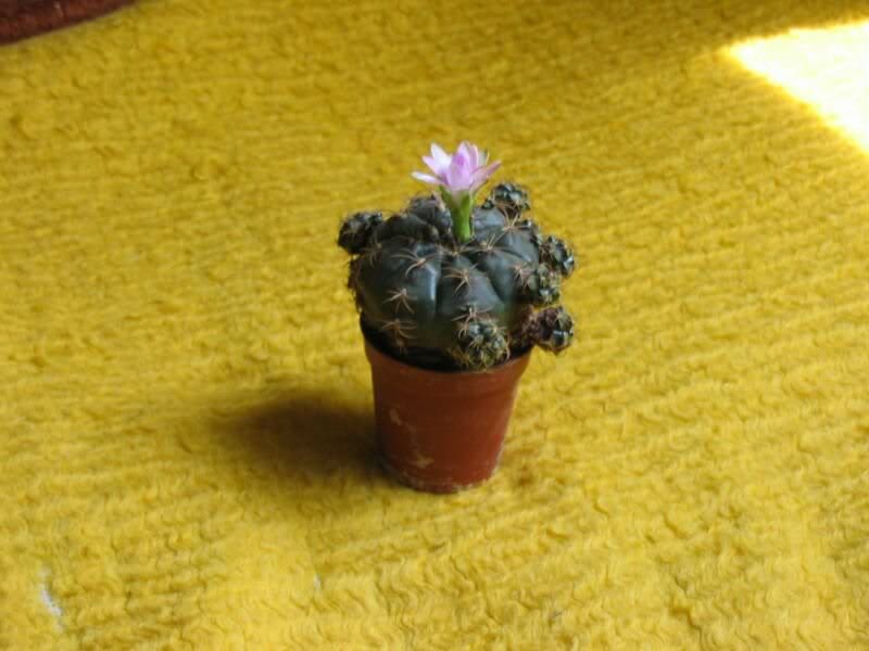 img_1150- gymnocalicium