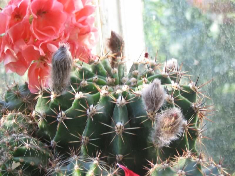 img_1435 - echinopsis(bobo ci)