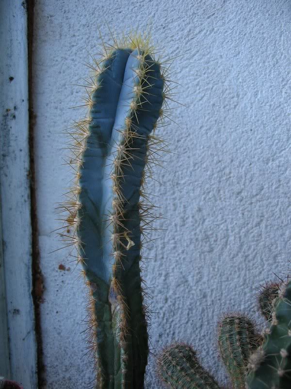 img_1458- trichocereus peruvianus