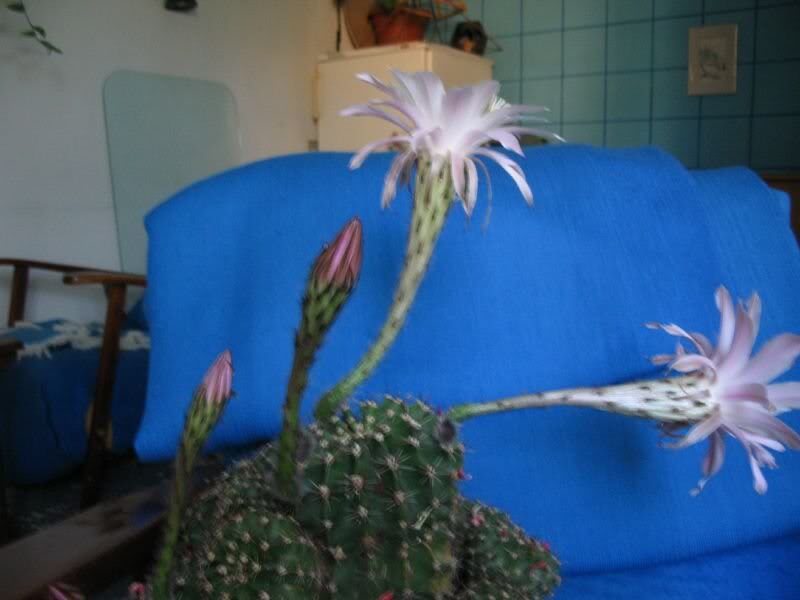 img_1538 - echinopsis