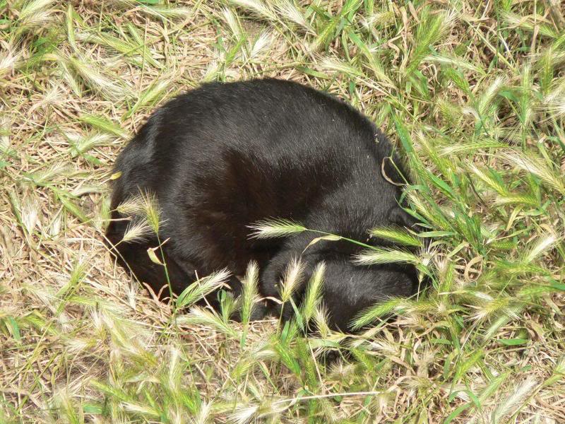 Gatti_di_Torre_ Argentina (1)