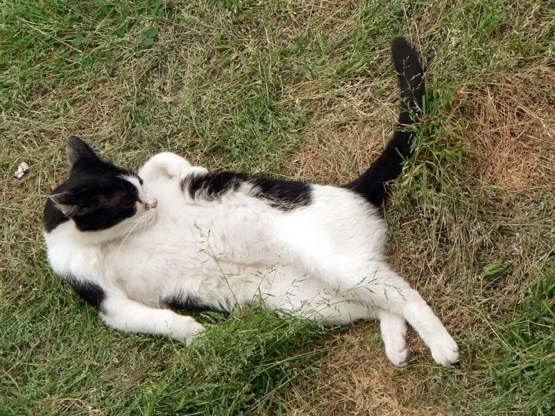 Gatti_di_Torre_ Argentina (14)