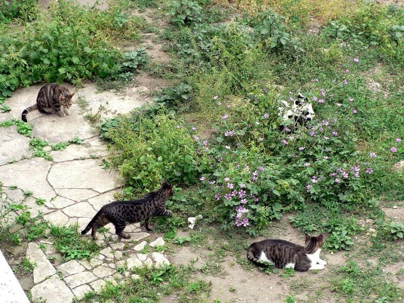 Gatti_di_Torre_ Argentina (15)