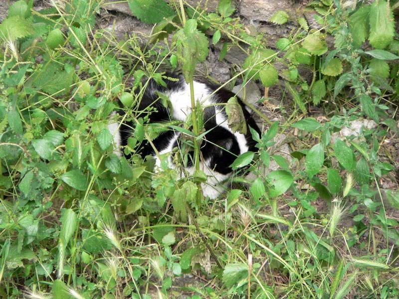 Gatti_di_Torre_ Argentina (3)