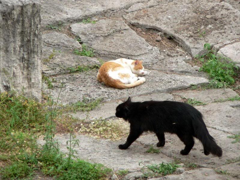 Gatti_di_Torre_ Argentina (30)