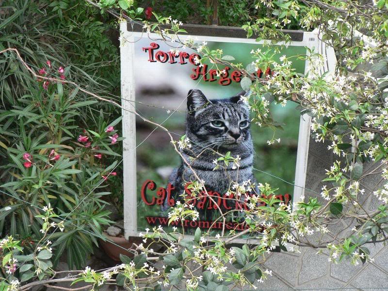 Gatti_di_Torre_ Argentina (42)